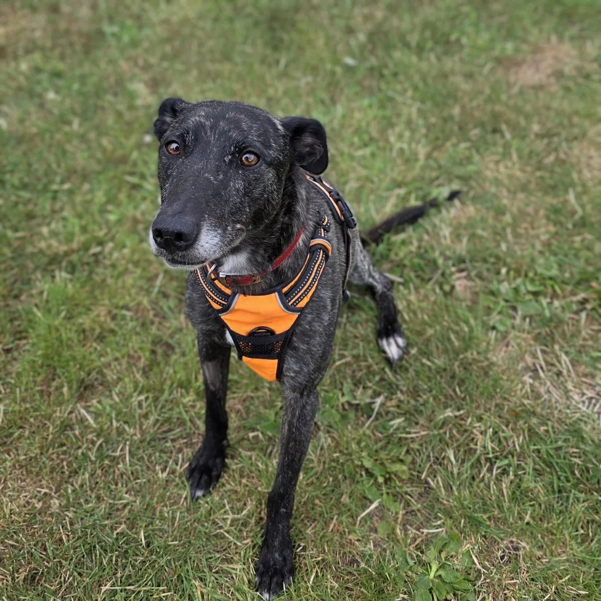 Hope, female 5yo mixed breed for adoption at Durham Dogs & Cats Home