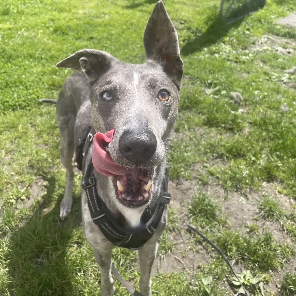 Jenny, female senior mixed breed for adoption at Durham Dogs & Cats Home