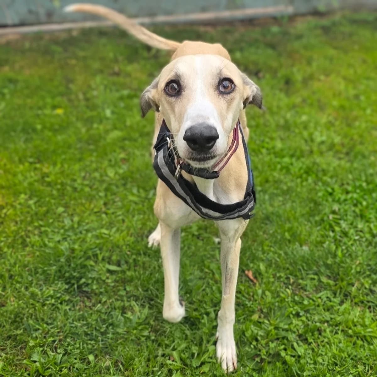 Josie, female 3yo mixed breed for adoption at Durham Dogs & Cats Home