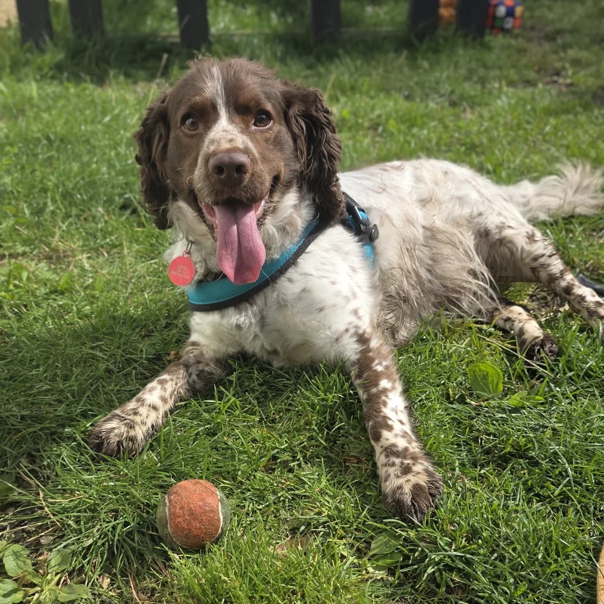 Kenzie, male 3yo mixed breed for adoption at Durham Dogs & Cats Home