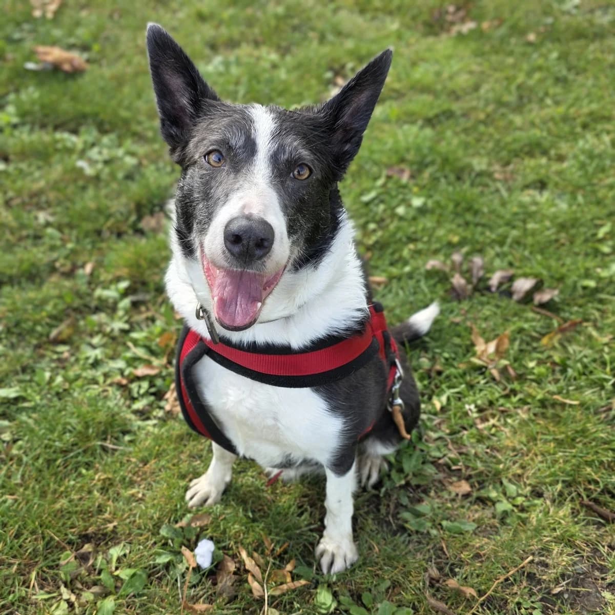 Lady, female 6yo Collie for adoption at Durham Dogs & Cats Home