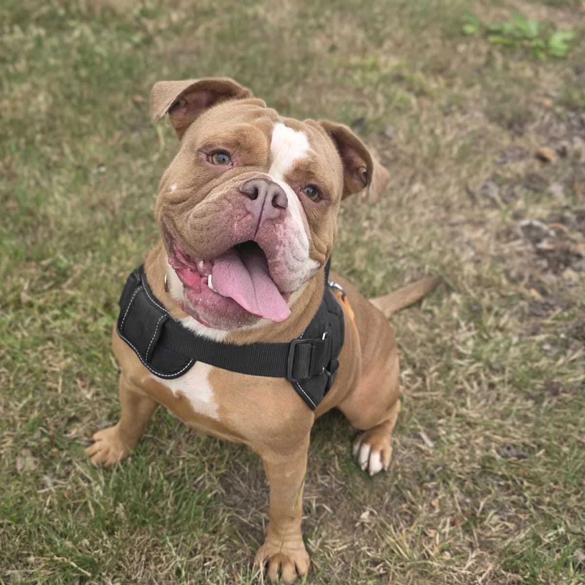 Lola, female 3yo English Bulldog for adoption at Durham Dogs & Cats Home
