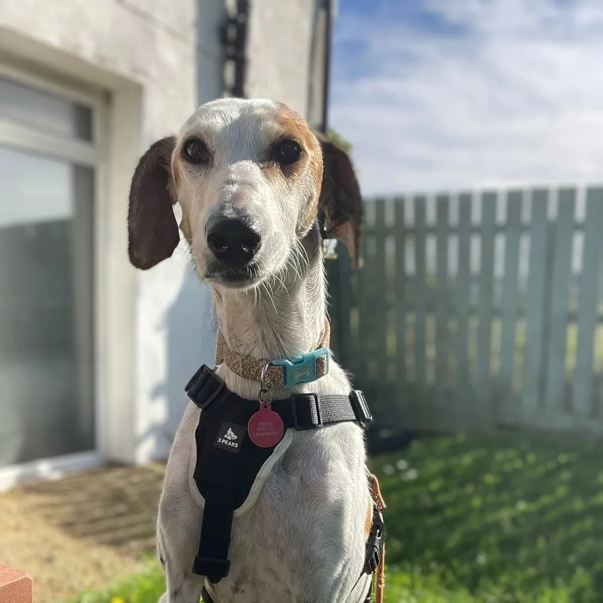 Luna, female 5yo mixed breed for adoption at Durham Dogs & Cats Home