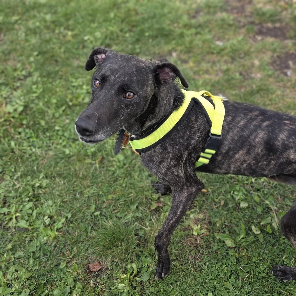 Marshall, male 5yo mixed breed for adoption at Durham Dogs & Cats Home