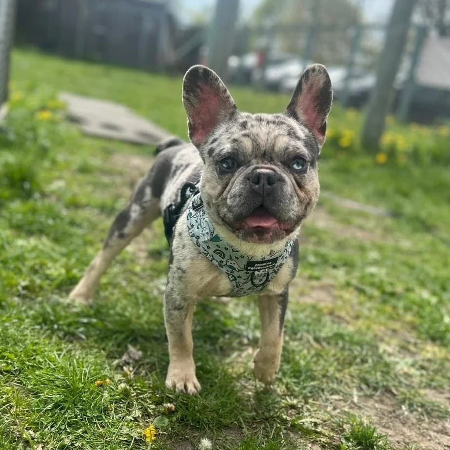 Milo, male puppy English Bulldog for adoption at Durham Dogs & Cats Home