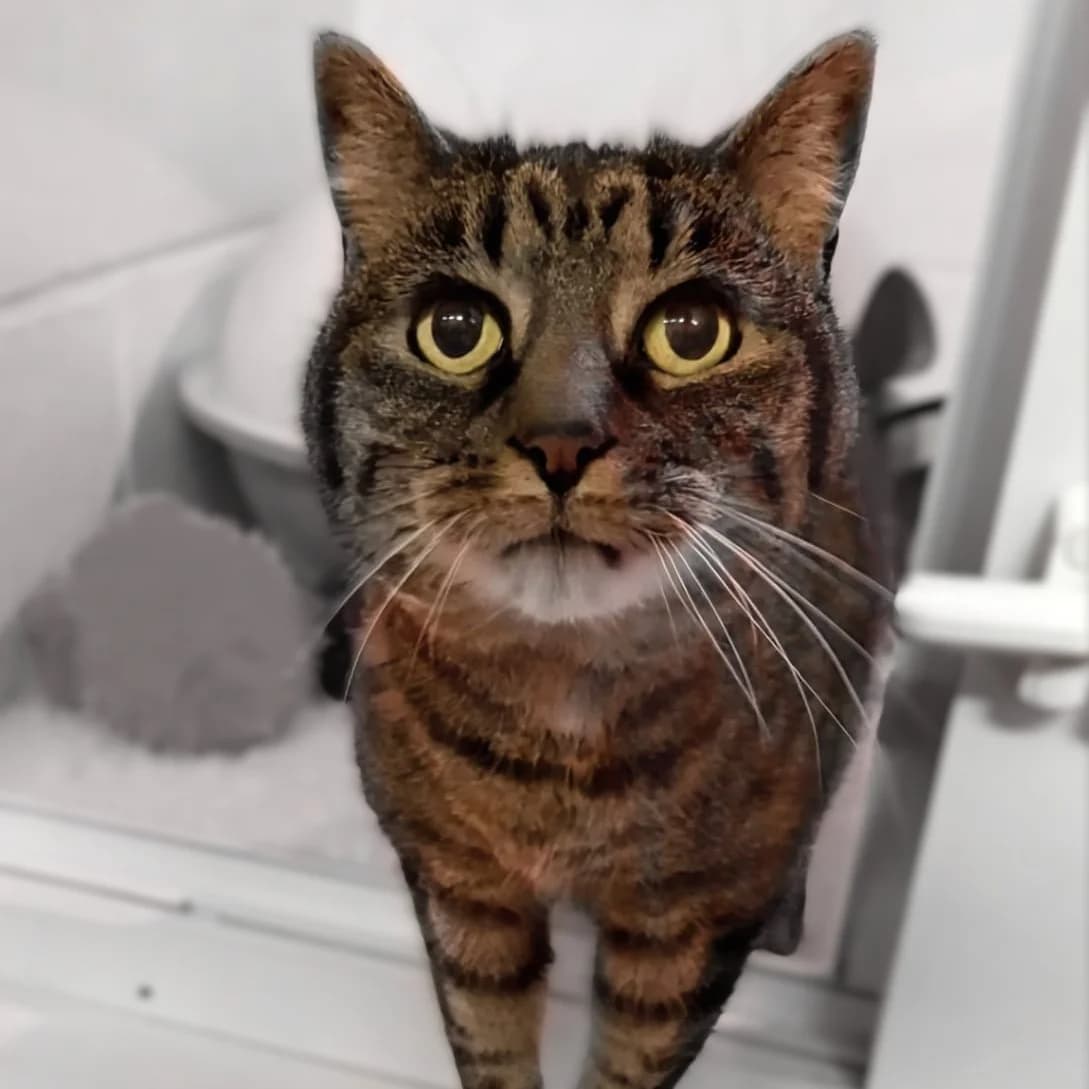 Missy, female senior mixed breed for adoption at Durham Dogs & Cats Home