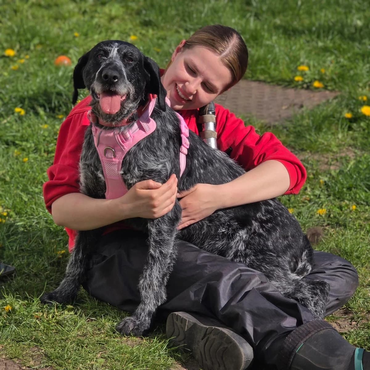 Molly, female Pointer for adoption at Durham Dogs & Cats Home