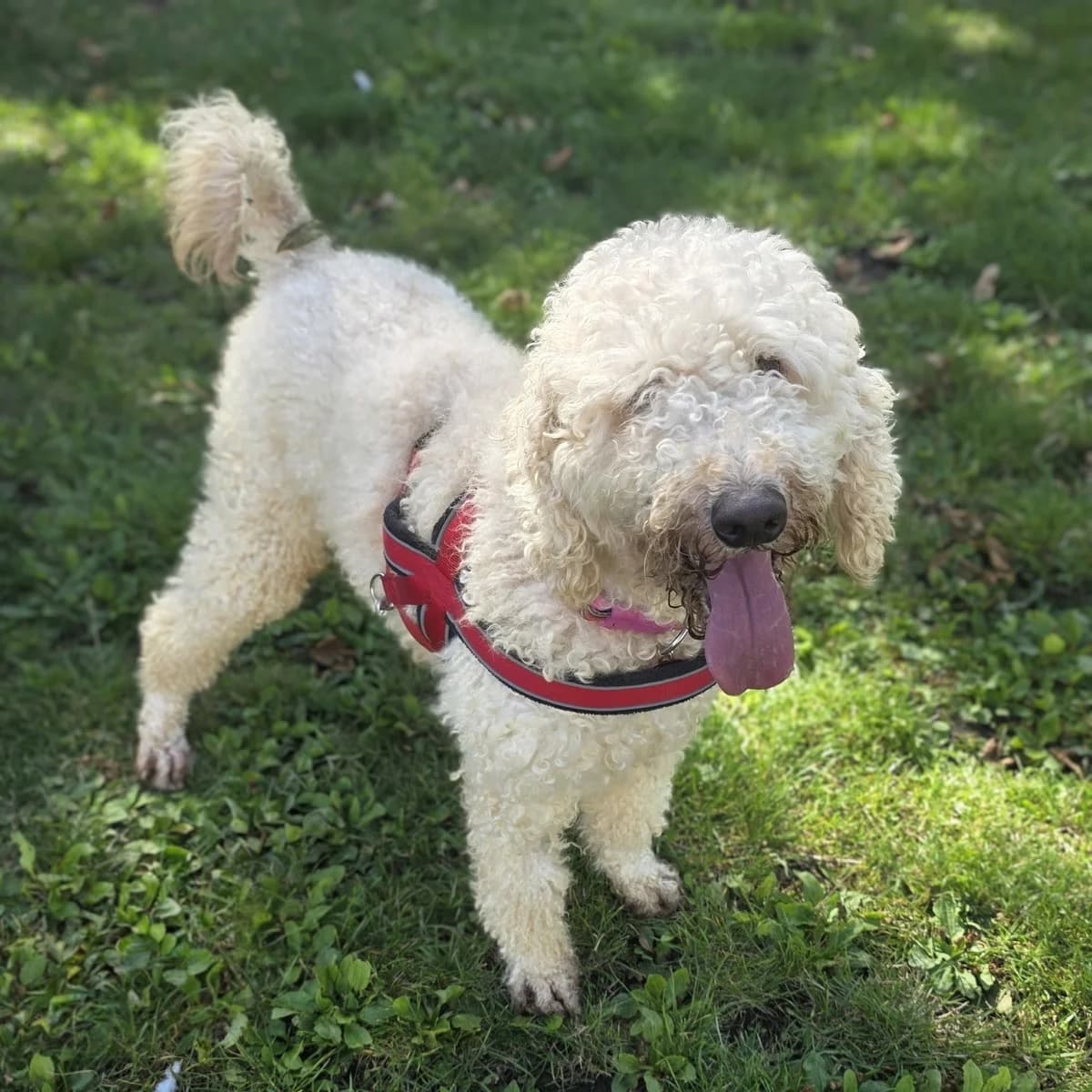 Nala, female young Labradoodle for adoption at Durham Dogs & Cats Home