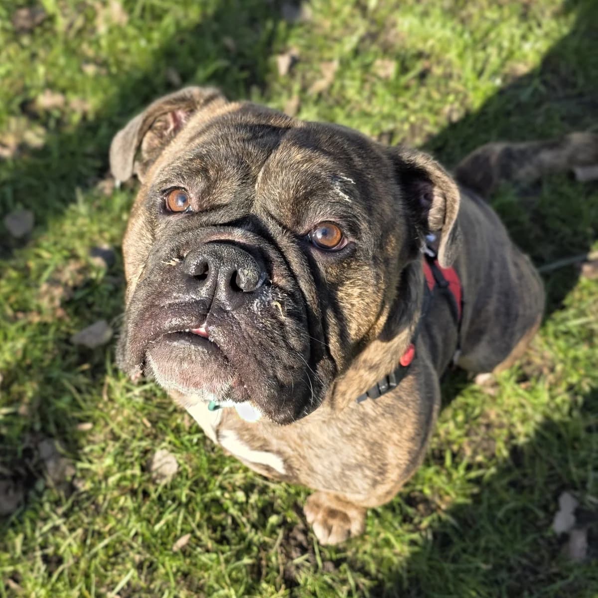 Nelson, male young English Bulldog for adoption at Durham Dogs & Cats Home