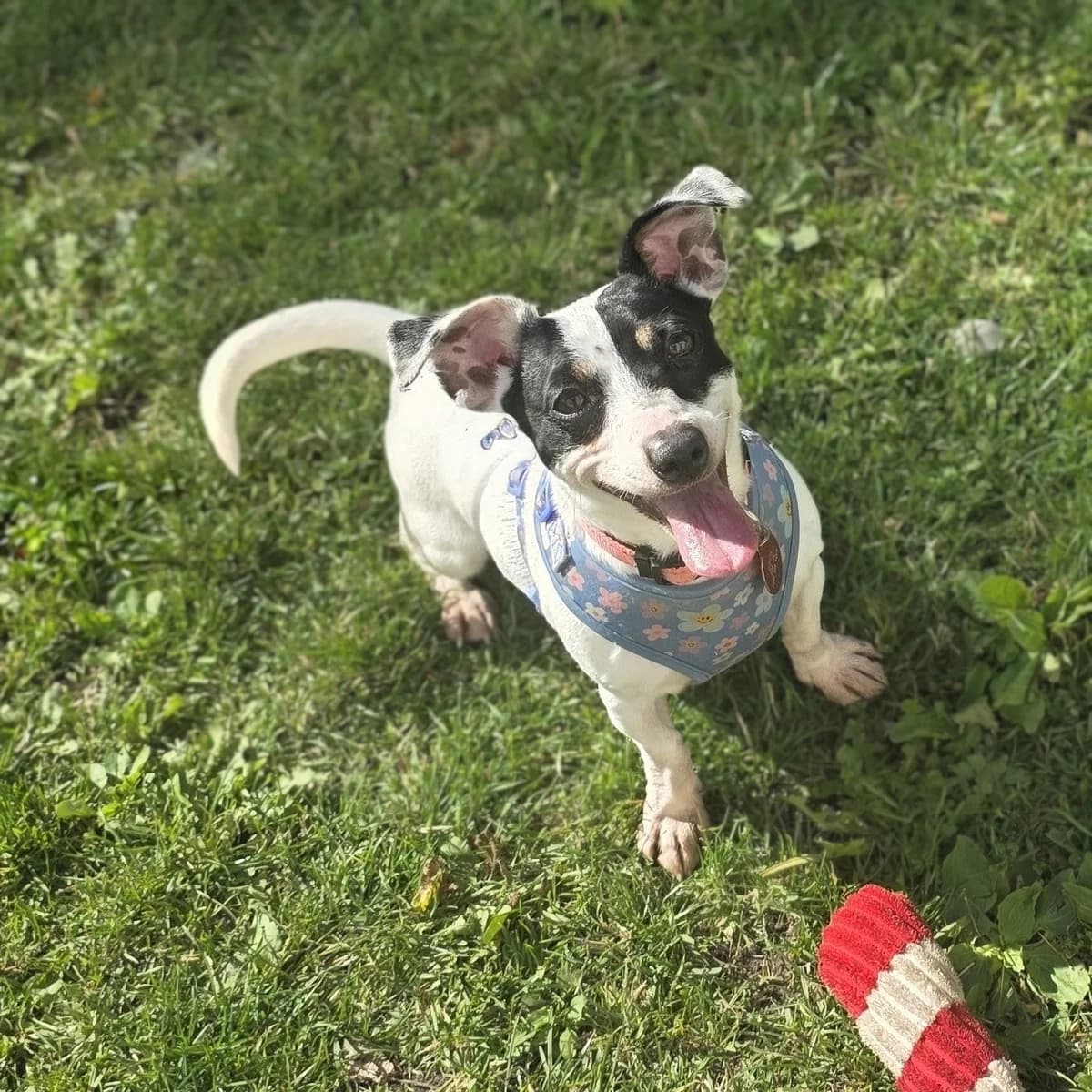 Pepper, female young mixed breed for adoption at Durham Dogs & Cats Home