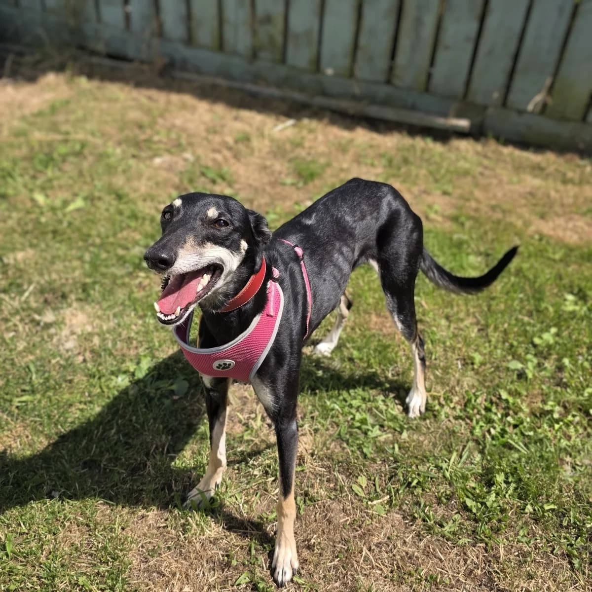 Petal, female mixed breed for adoption at Durham Dogs and Cats