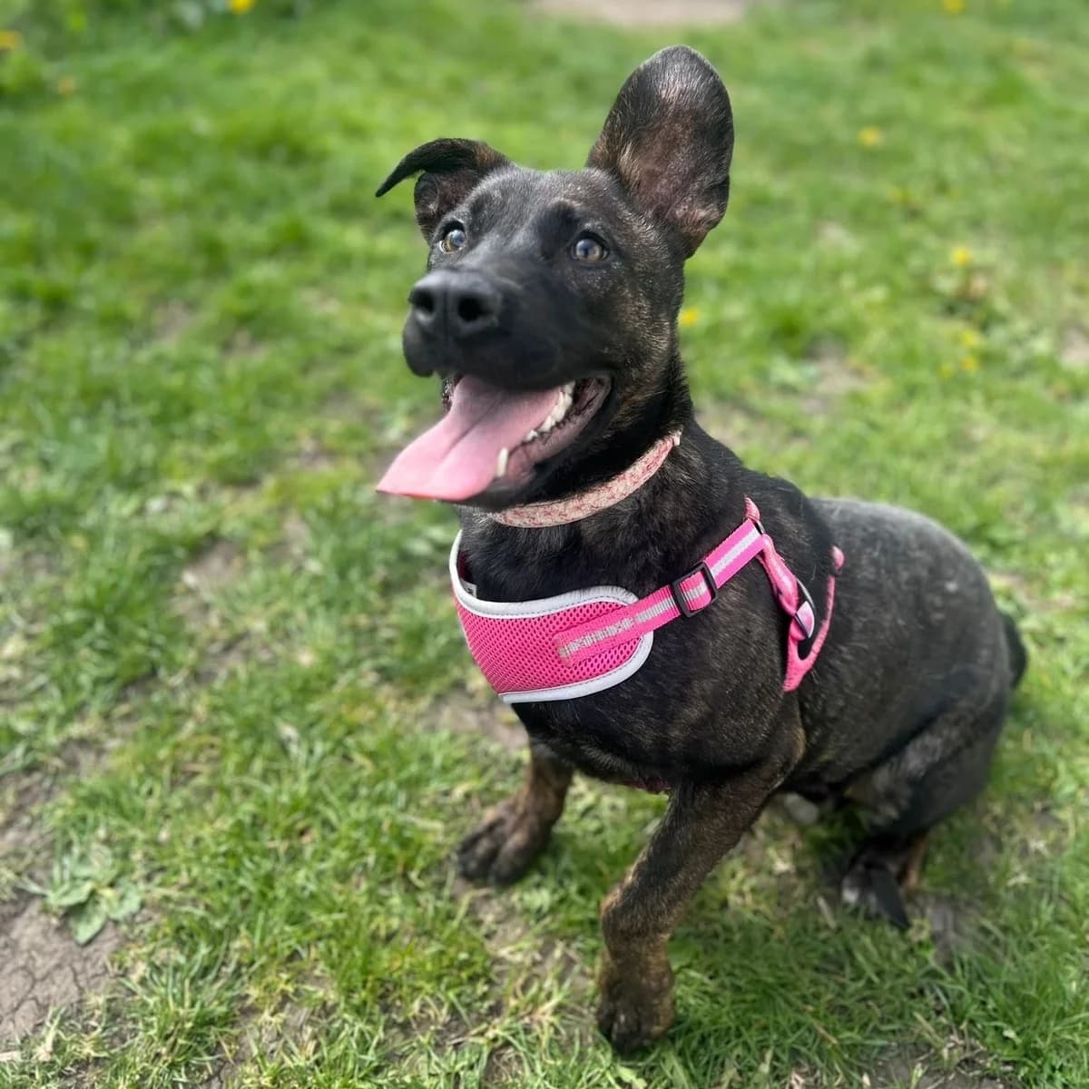 Piper, female puppy mixed breed for adoption at Durham Dogs & Cats Home