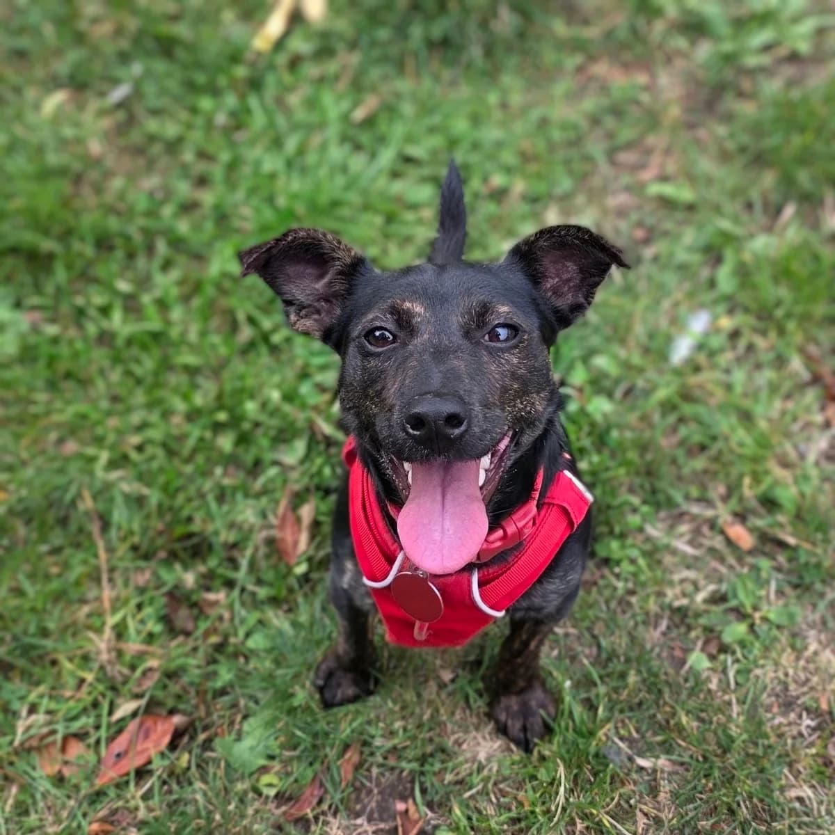 Pippa, female young mixed breed for adoption at Durham Dogs & Cats Home