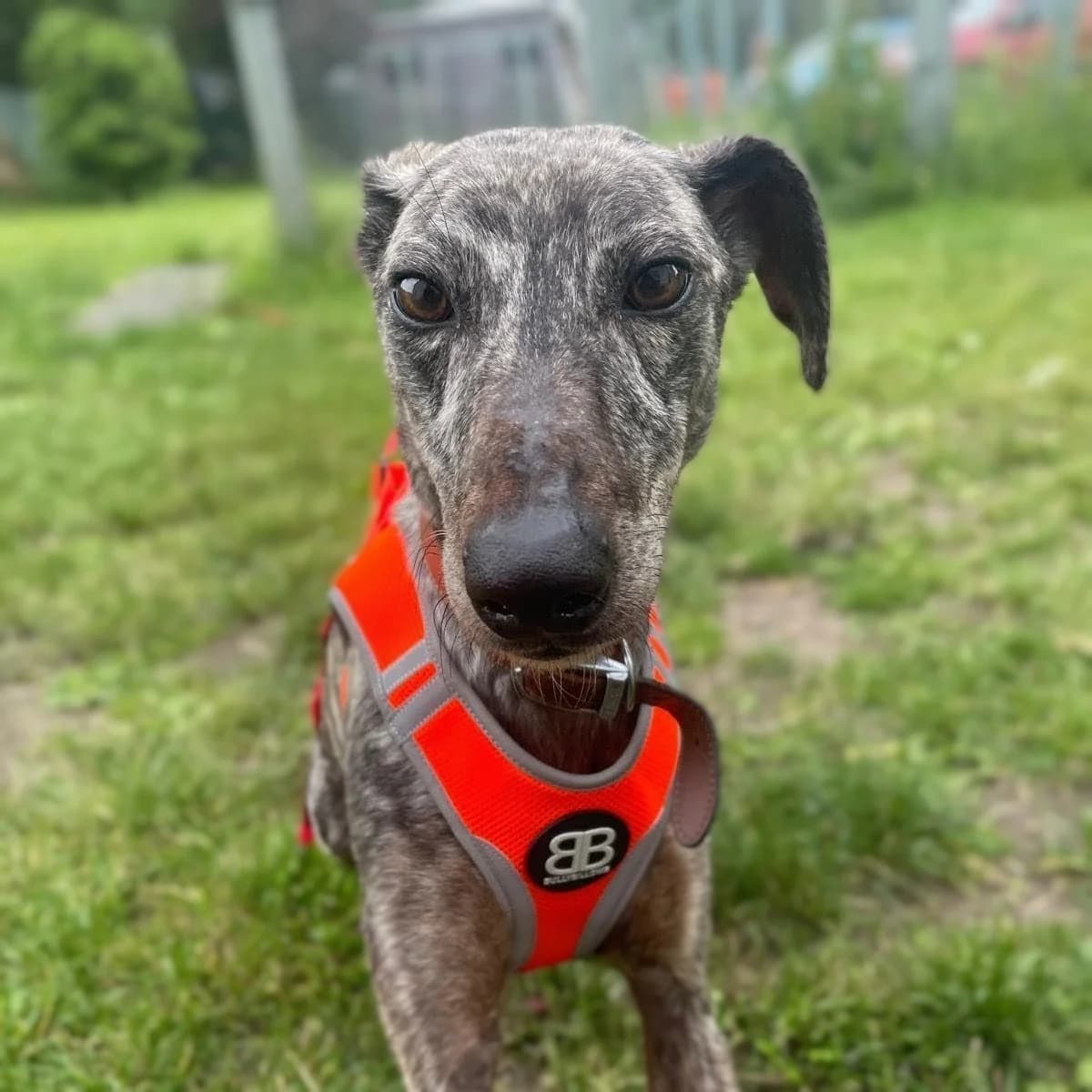 Pringle, female 3yo mixed breed for adoption at Durham Dogs & Cats Home
