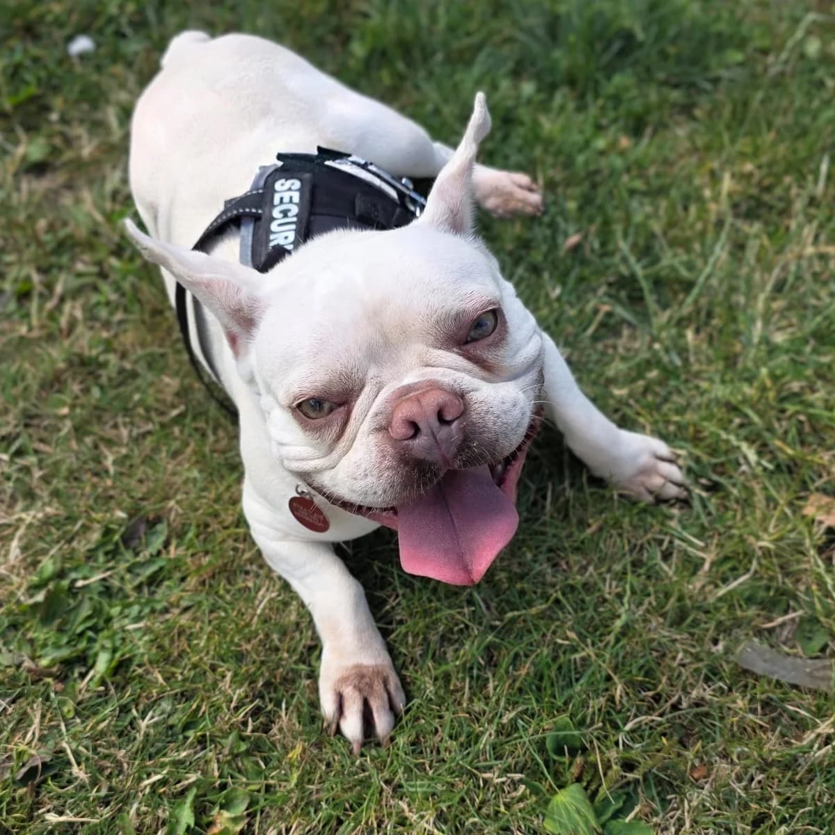 Queenie, female 5yo English Bulldog for adoption at Durham Dogs & Cats Home