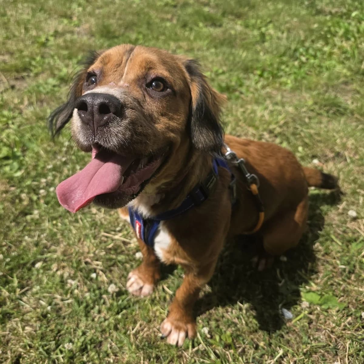 Ralph, male puppy mixed breed for adoption at Durham Dogs & Cats Home