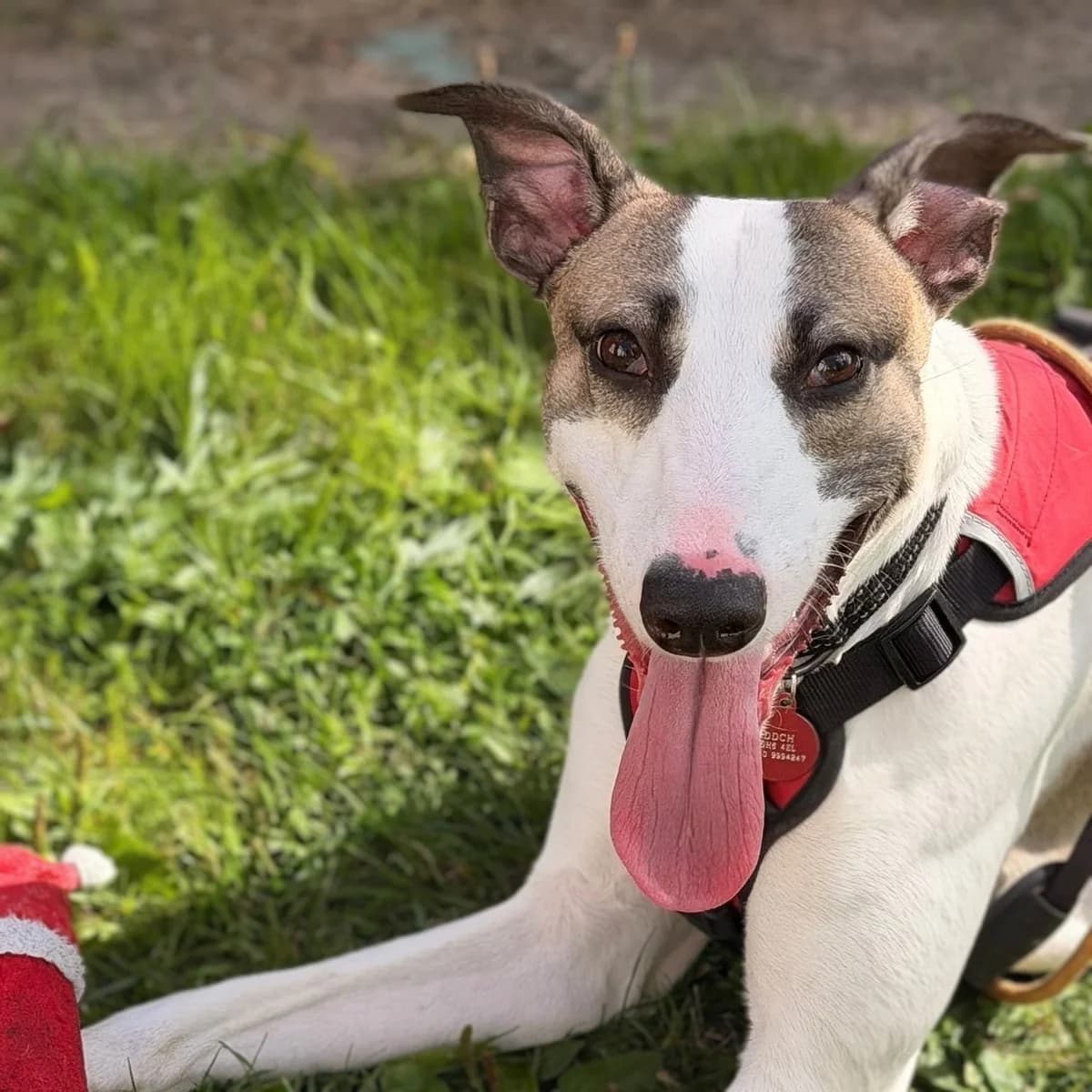 Remy, male young mixed breed for adoption at Durham Dogs & Cats Home