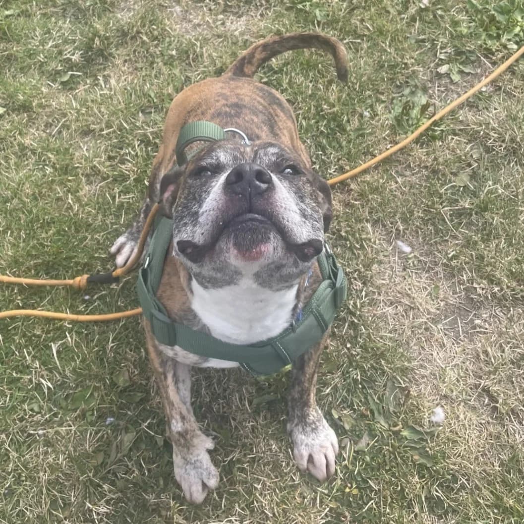 Rodney, male 7yo Staffordshire Bull Terrier for adoption at Durham Dogs & Cats Home