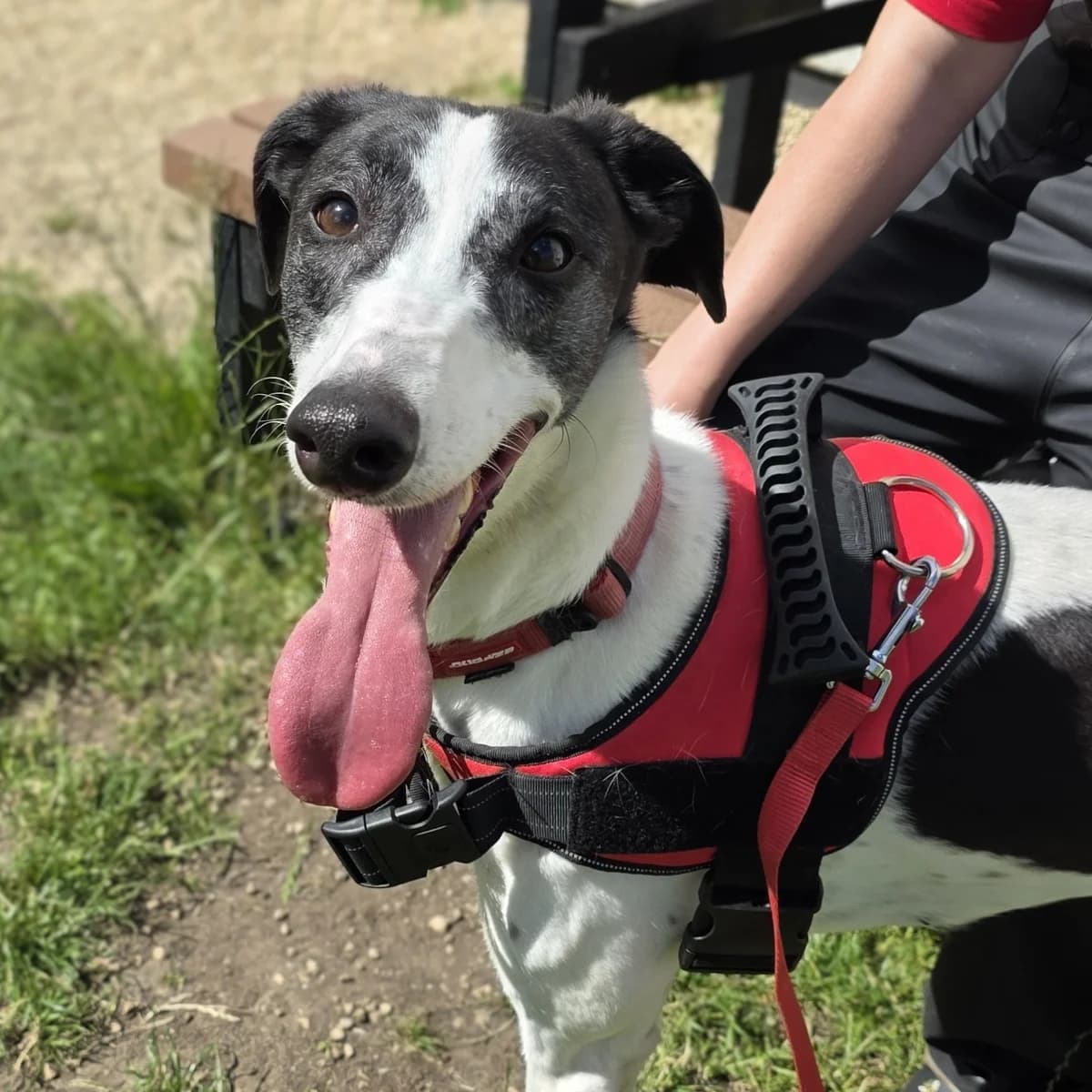 Rose, female 5yo Greyhound for adoption at Durham Dogs & Cats Home
