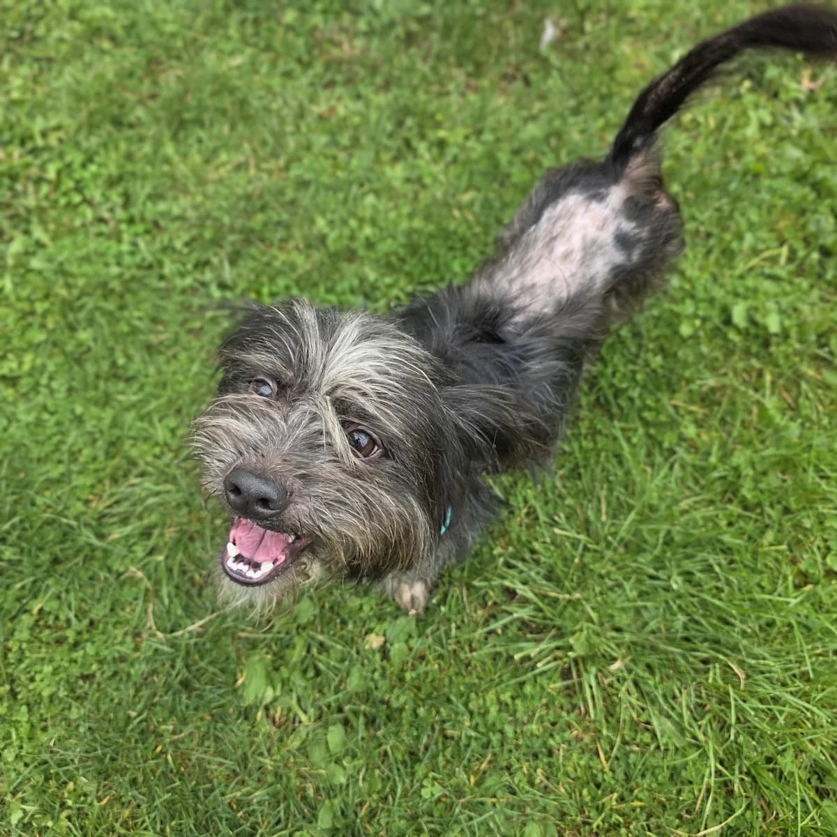 Rubble, male young mixed breed for adoption at Durham Dogs & Cats Home
