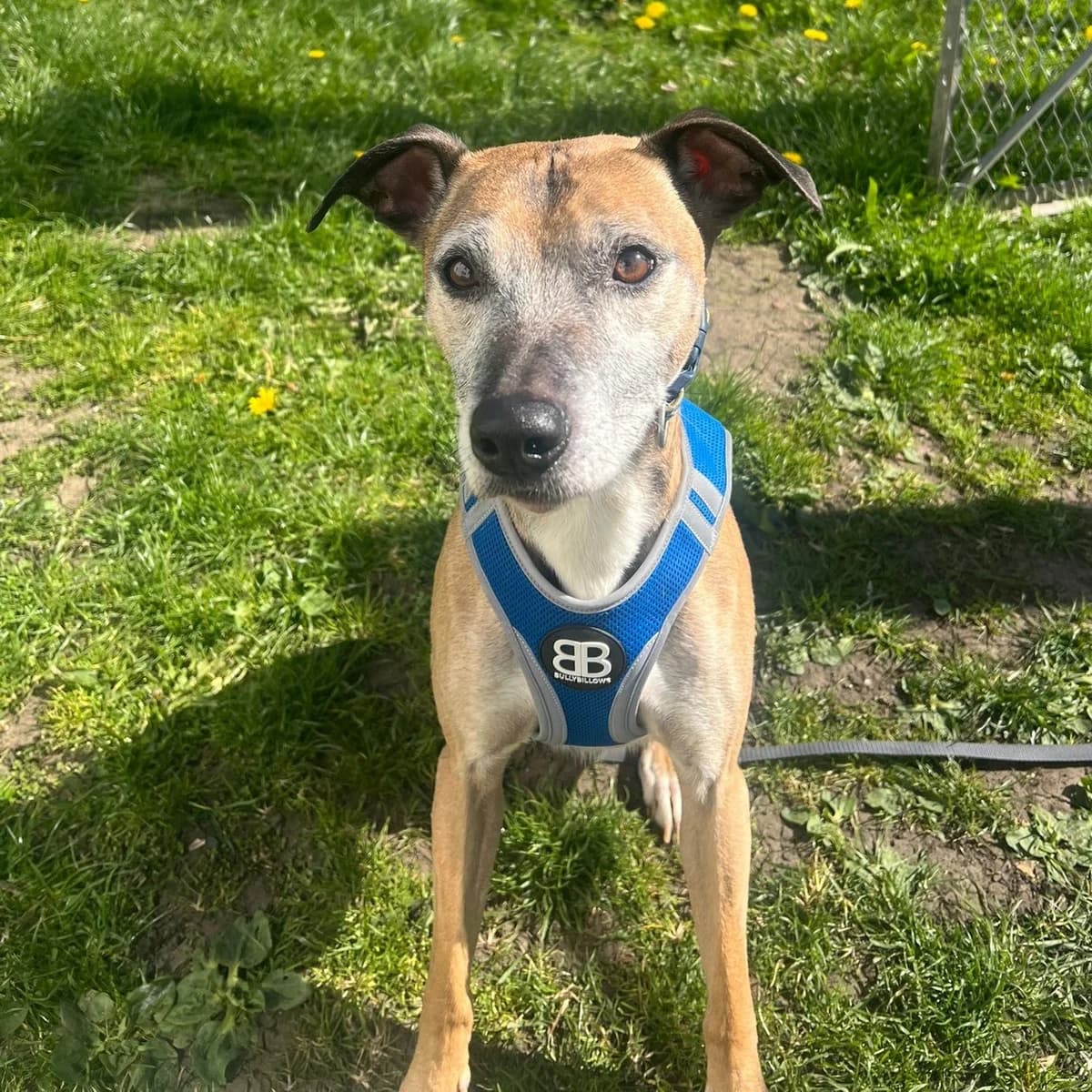 Rupert, male 7yo Lurcher for adoption at Durham Dogs & Cats Home