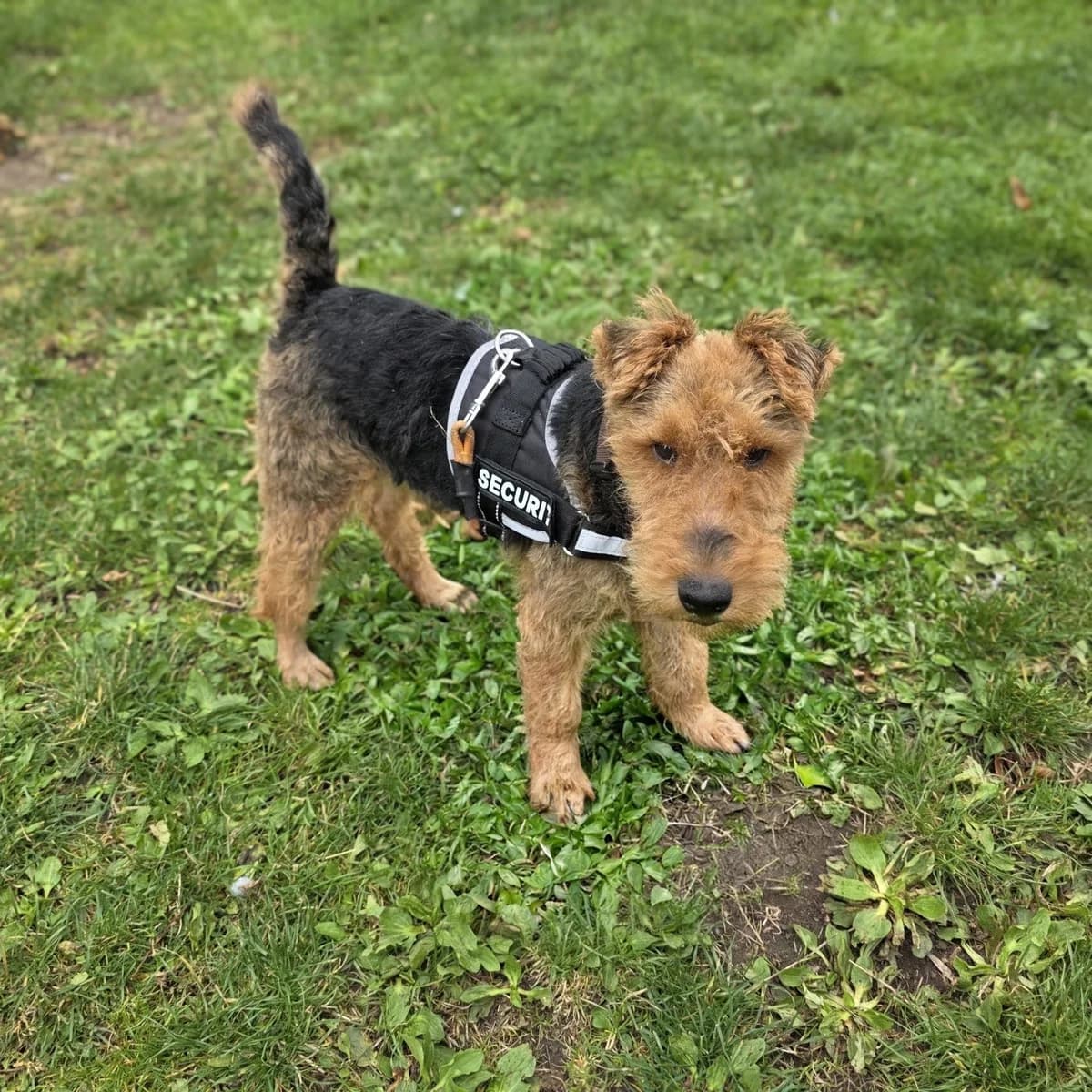 Ryder, male senior mixed breed for adoption at Durham Dogs & Cats Home