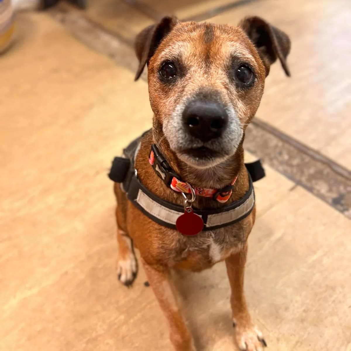 Sally, female senior mixed breed for adoption at Durham Dogs & Cats Home