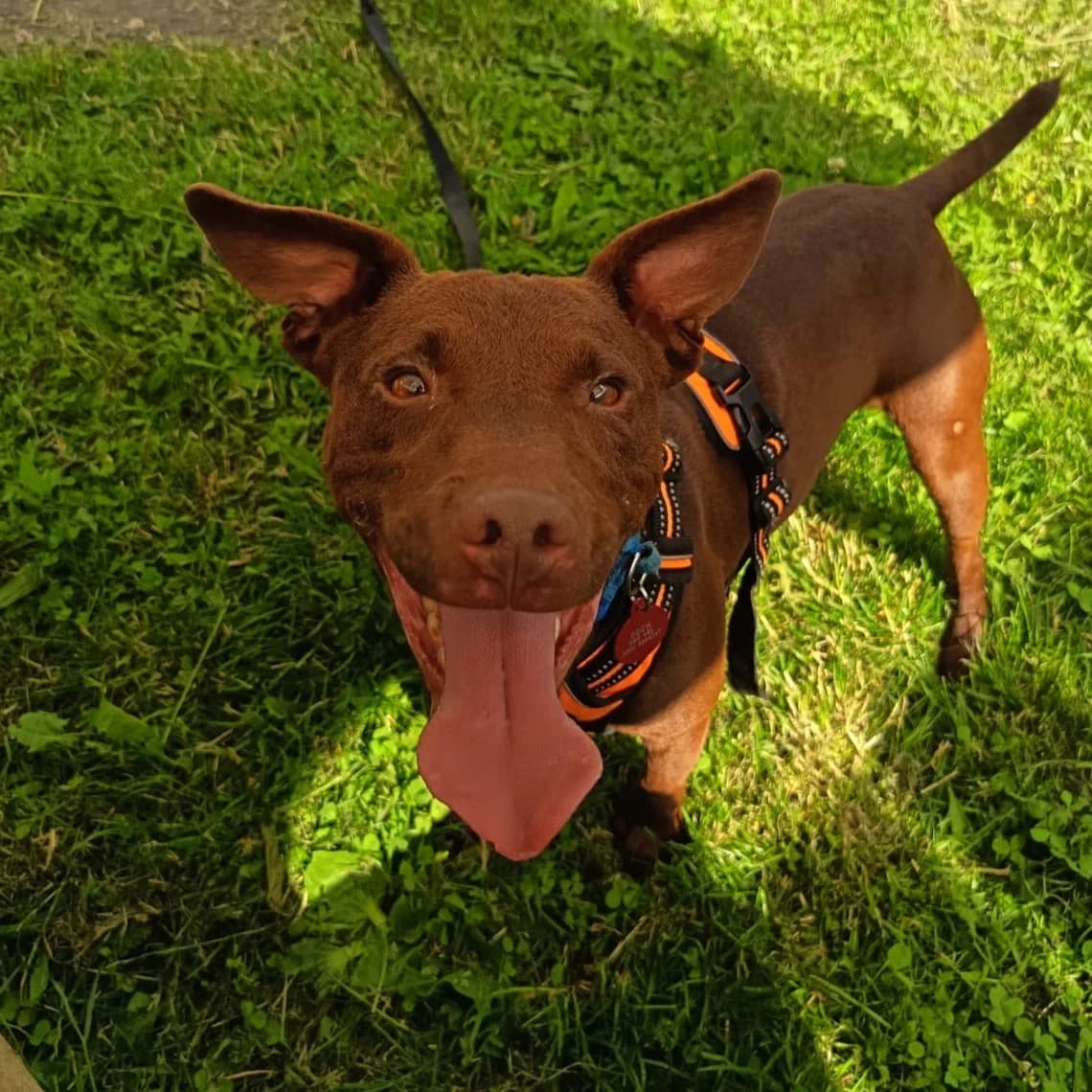 Sam, male young mixed breed for adoption at Durham Dogs & Cats Home