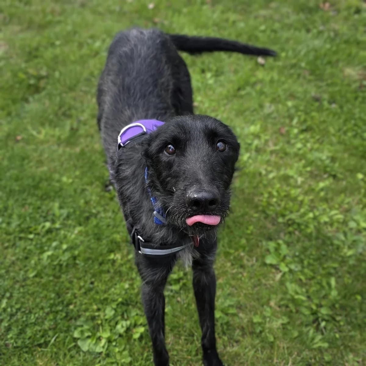 Sirius, male young mixed breed for adoption at Durham Dogs & Cats Home