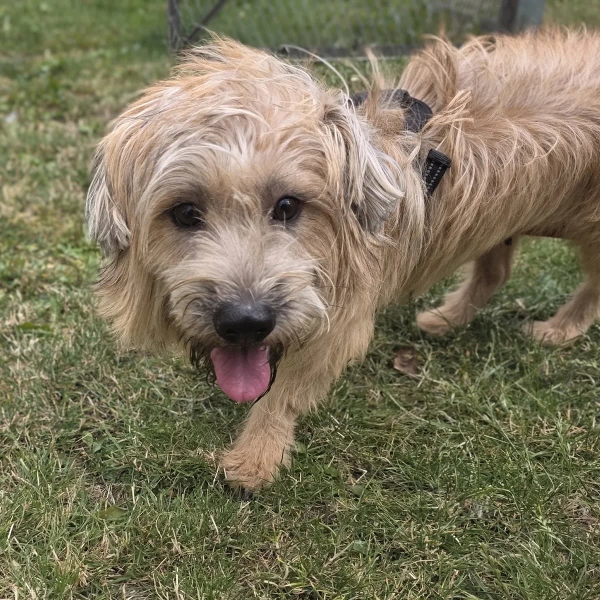 Skye, female young mixed breed for adoption at Durham Dogs & Cats Home