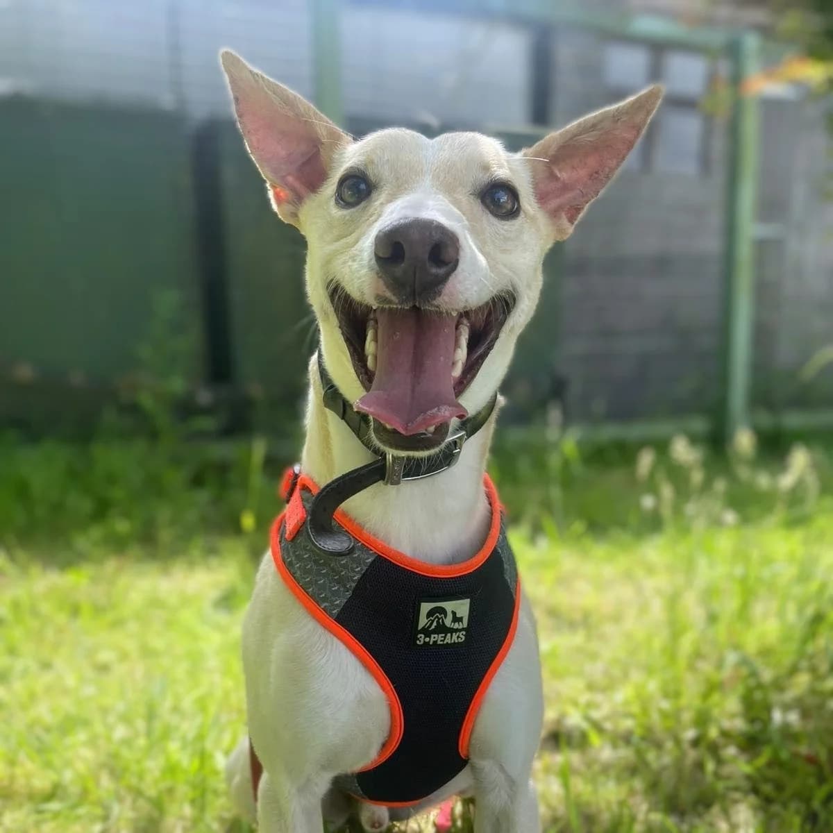 Sonny, male young mixed breed for adoption at Durham Dogs & Cats Home