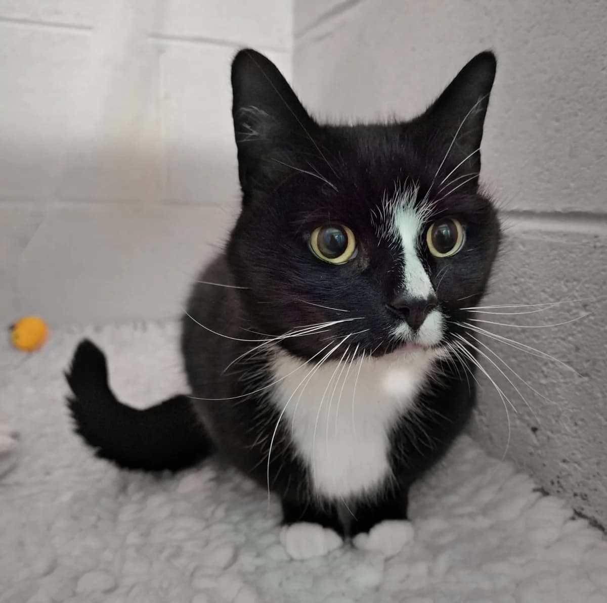 Spike, male senior mixed breed for adoption at Durham Dogs & Cats Home
