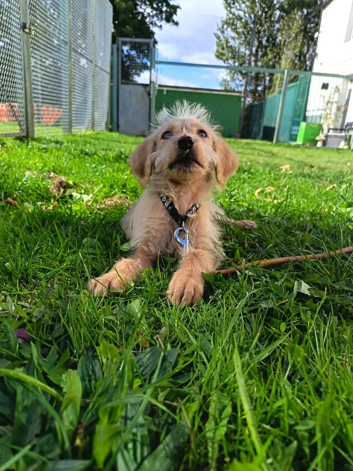 Tara, female puppy Labradoodle for adoption at Durham Dogs & Cats Home