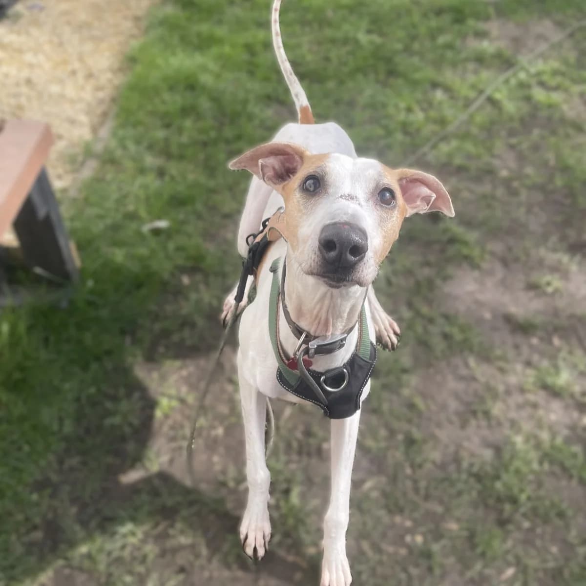 Tess, female 4yo Mixed Breed for adoption at Durham Dogs & Cats Home