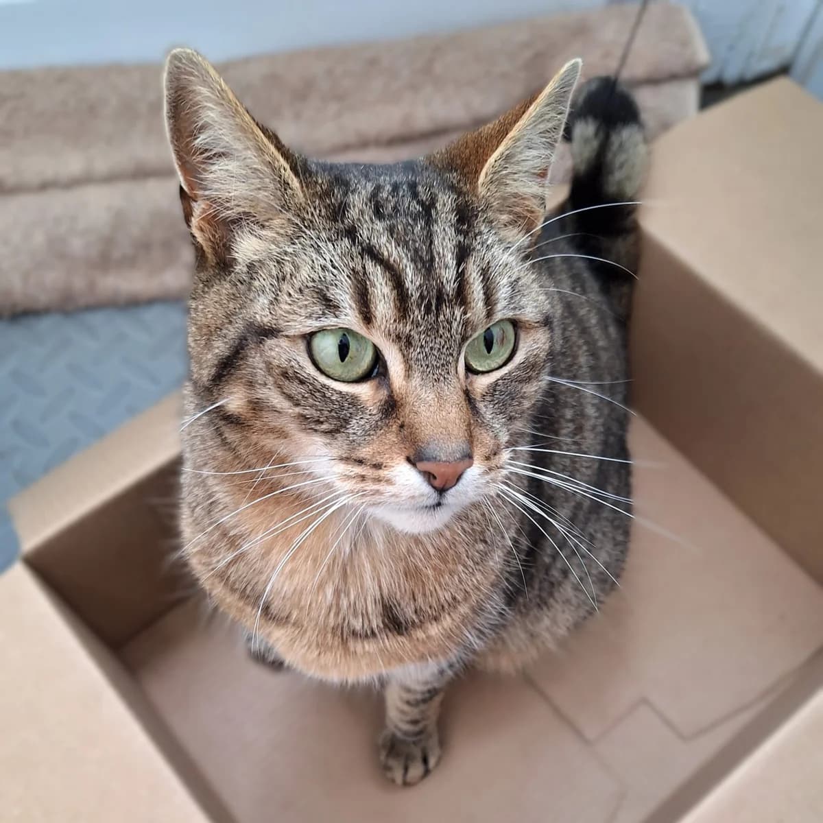 Thumper, male senior mixed breed for adoption at Durham Dogs & Cats Home