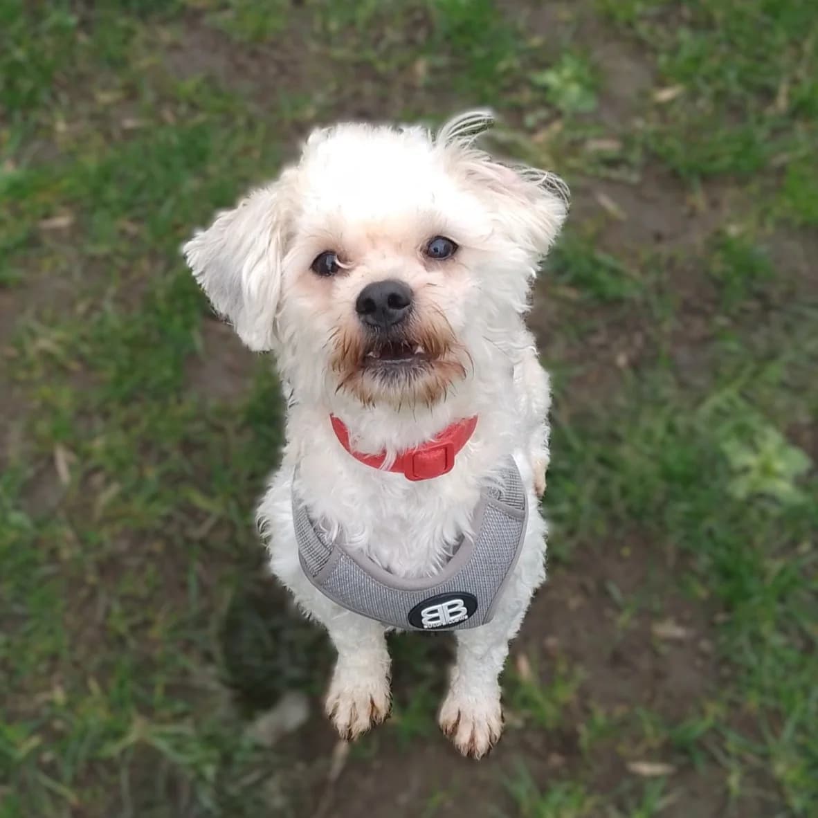 Timmy, male 3yo Poodle for adoption at Durham Dogs & Cats Home