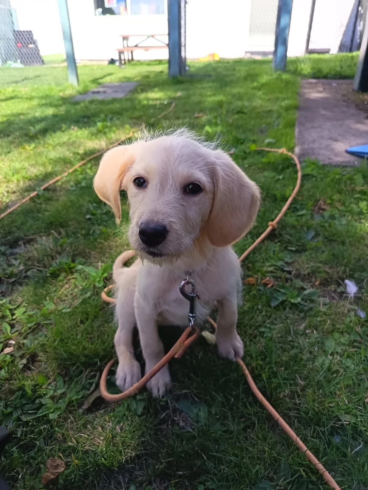 Trixie, female puppy Labradoodle for adoption at Durham Dogs & Cats Home