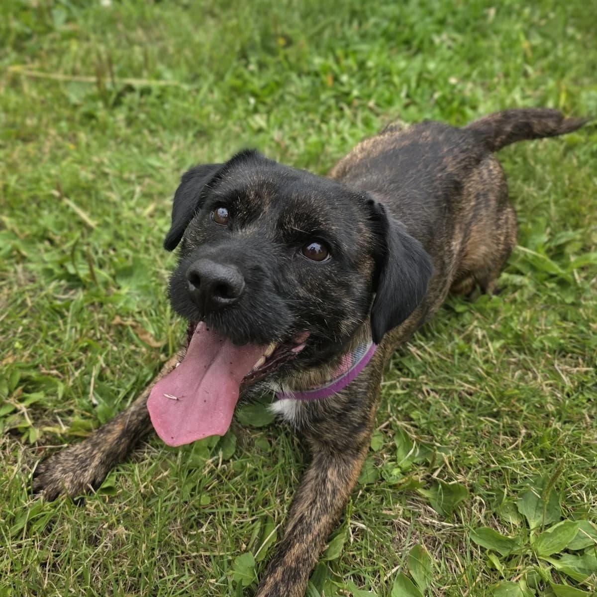 Watson, male 4yo Border Collie for adoption at Durham Dogs & Cats Home