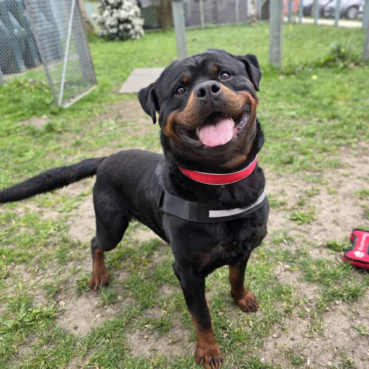 Yogi, male young Rottweiler for adoption at Durham Dogs & Cats Home