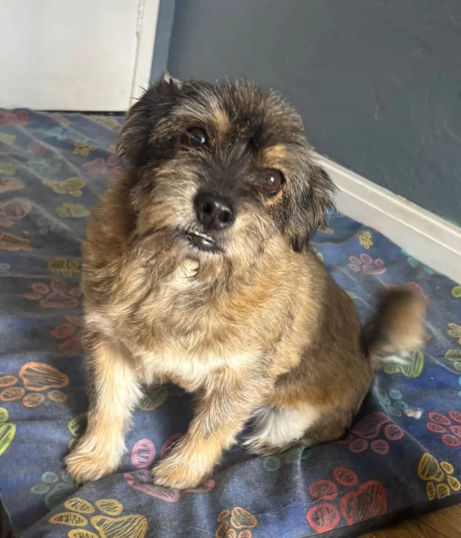 Buster, male senior mixed breed for adoption at Easterleigh Animal Sanctuary