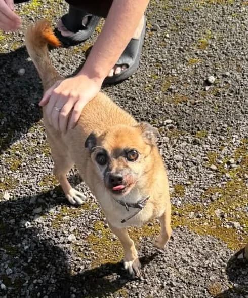 Bruno, male senior Mixed Breed for adoption at Easterleigh Animal Sanctuary