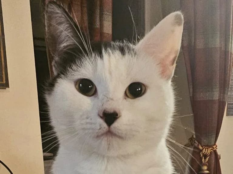 Binky, male 4yo mixed breed for adoption at Easthams Hill Small Animal Rescue