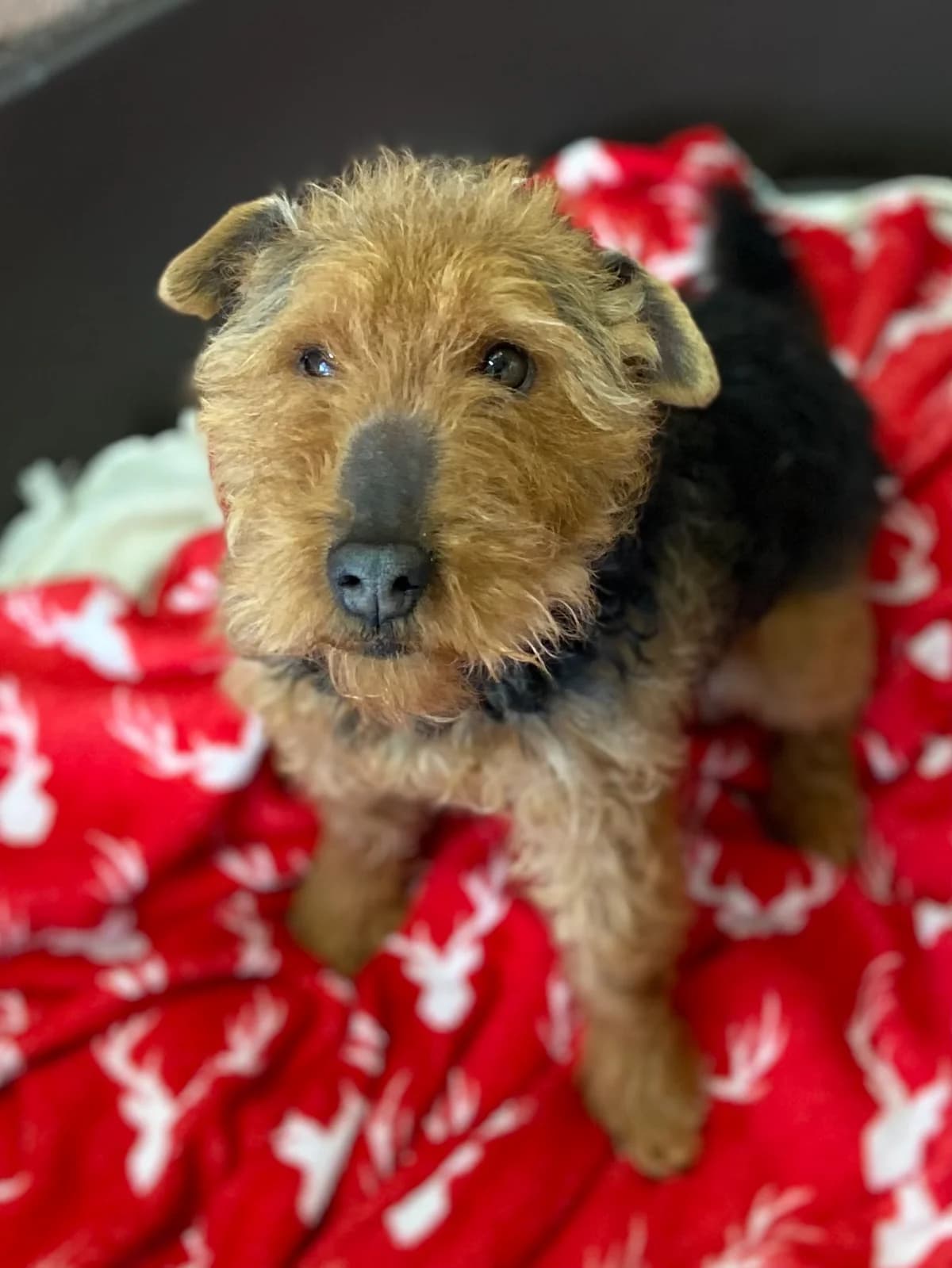 Tiny, female 7yo mixed breed for adoption at East Midlands Dog Rescue, Enderby