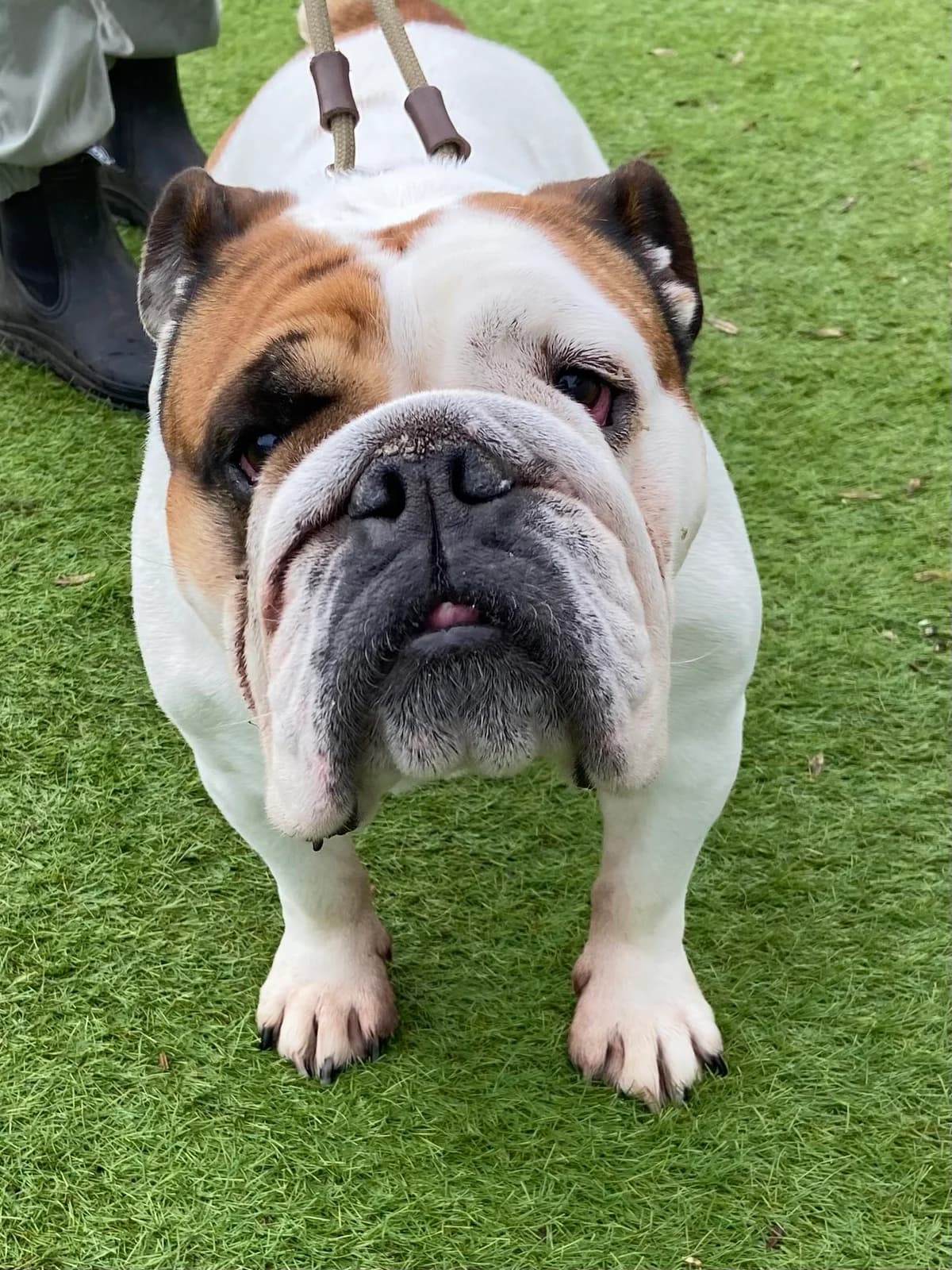 Missy, female 6yo English Bulldog for adoption at East Midlands Dog Rescue, Enderby
