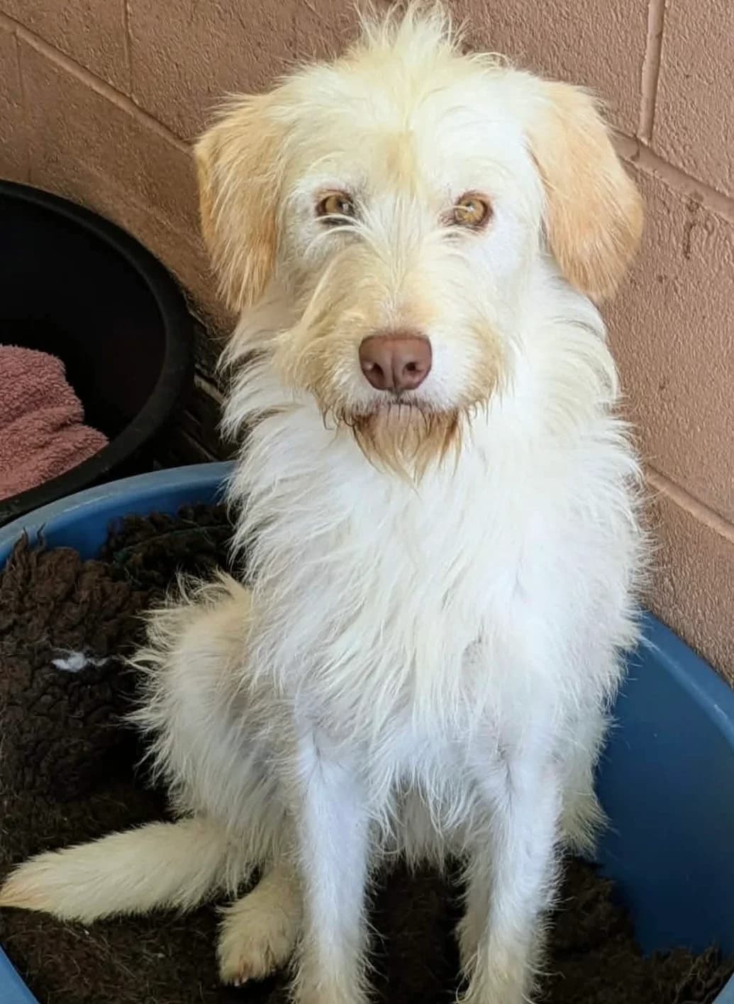 Janis, female young Labradoodle for adoption at East Midlands Dog Rescue, Enderby