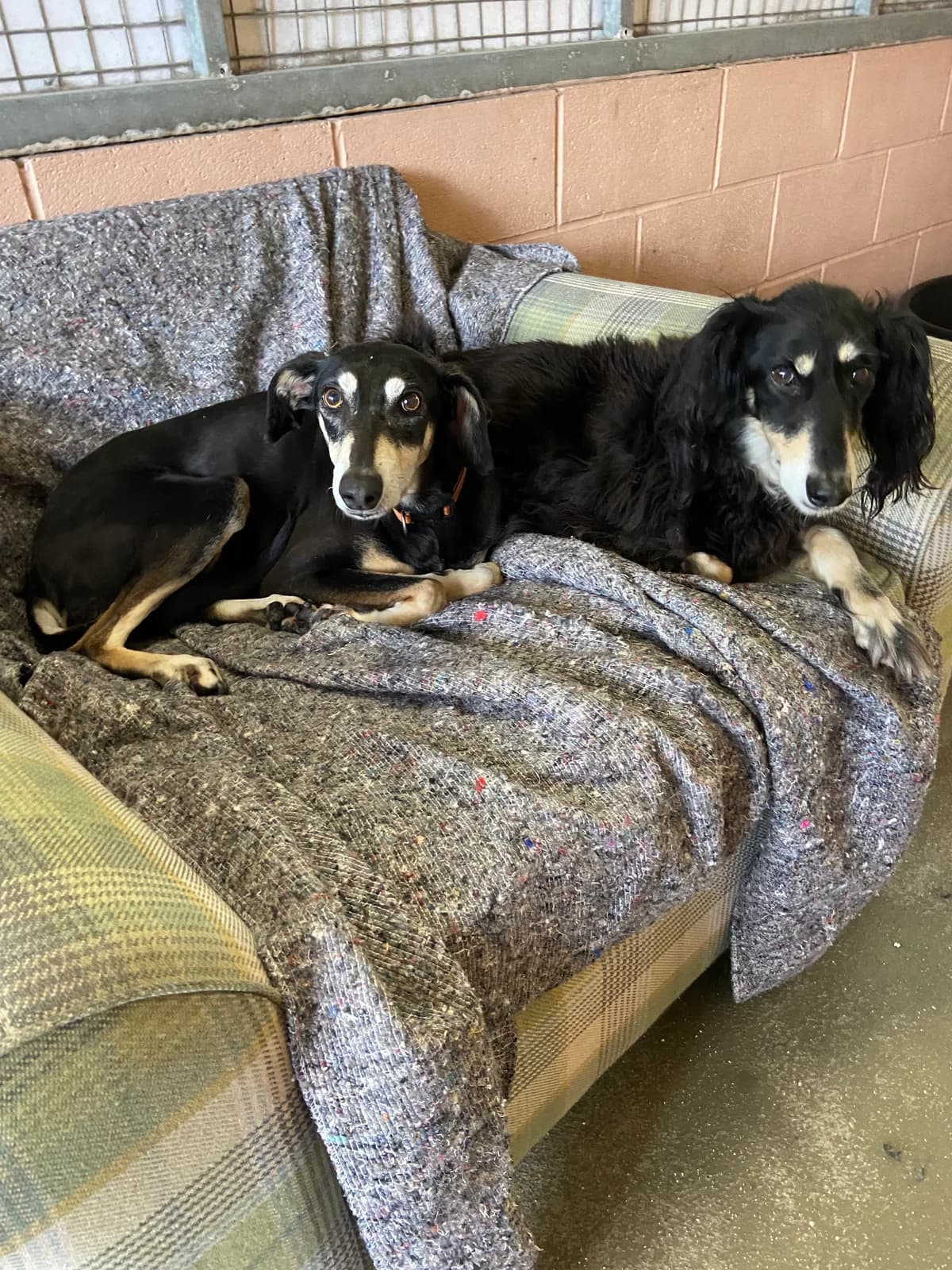 Cinders & Anna, senior Saluki for adoption at East Midlands Dog Rescue, Enderby
