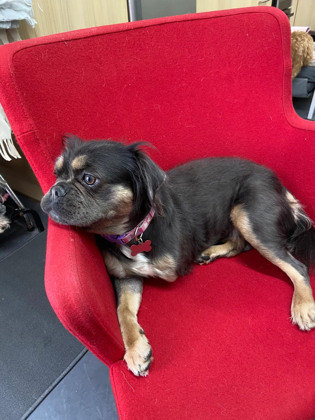 Betty, female puppy French Bulldog for adoption at East Midlands Dog Rescue, Enderby
