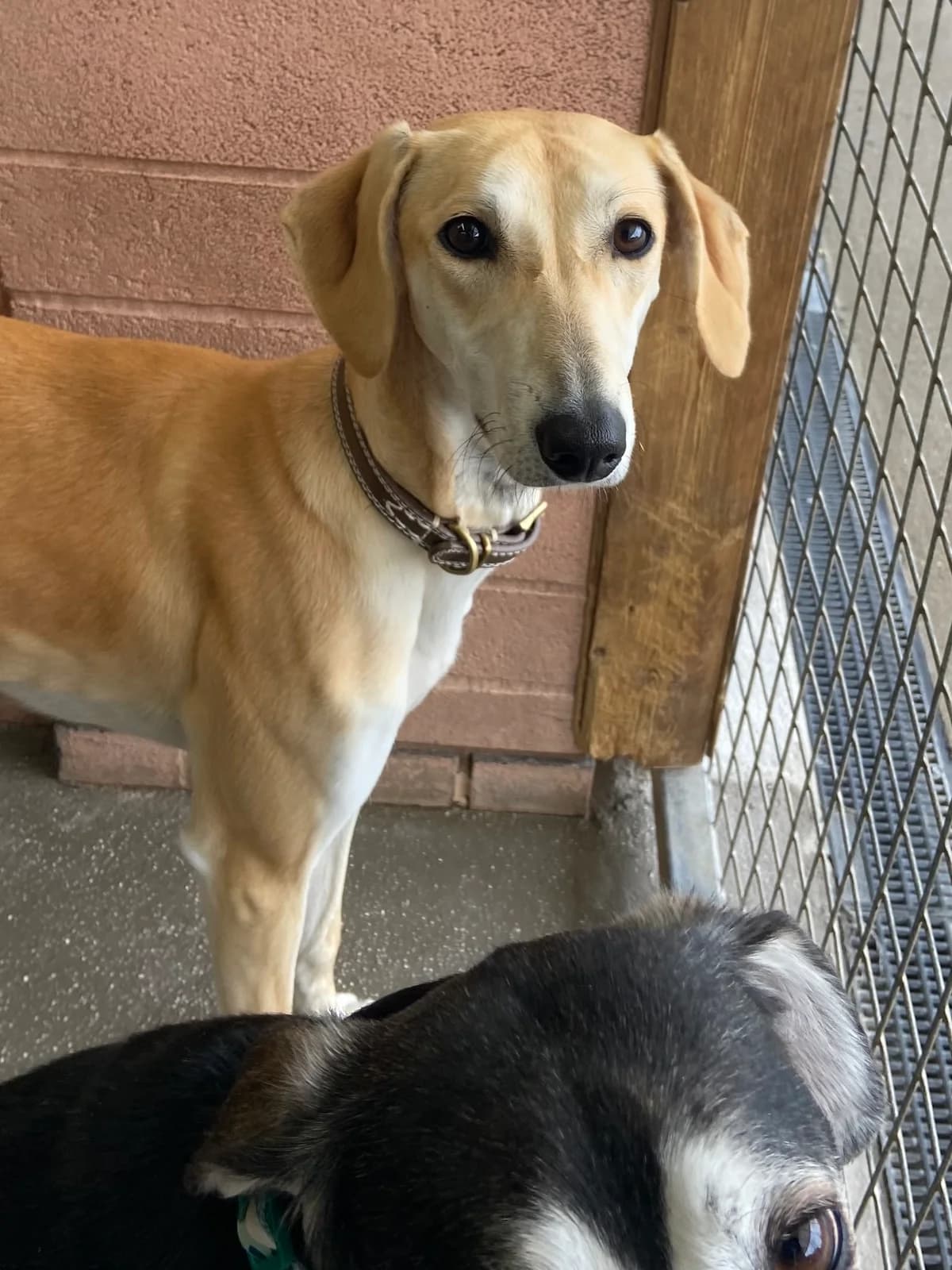 Gracie, female puppy Lurcher for adoption at East Midlands Dog Rescue, Enderby