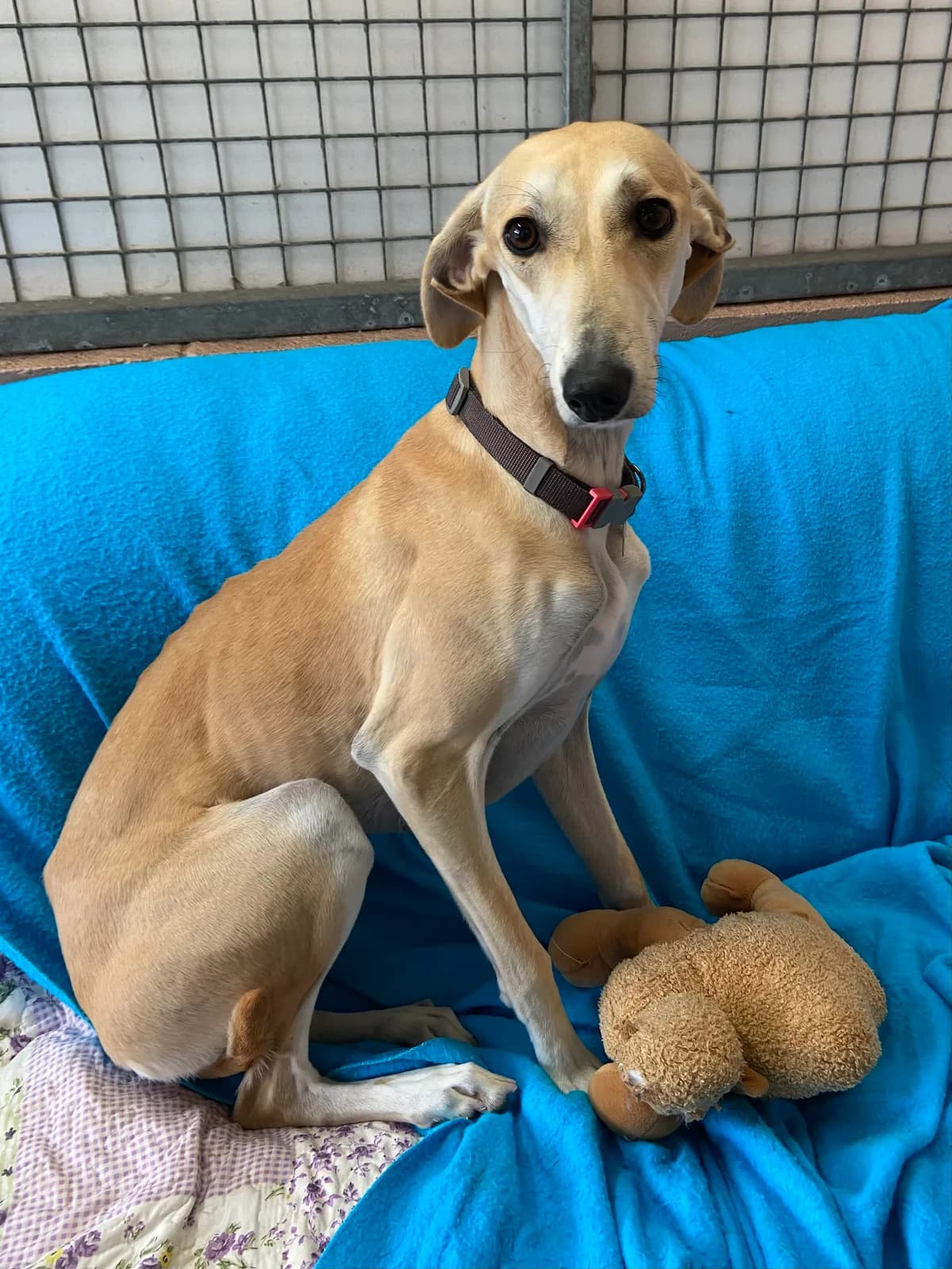 Gracie, female puppy Lurcher for adoption at East Midlands Dog Rescue, Enderby