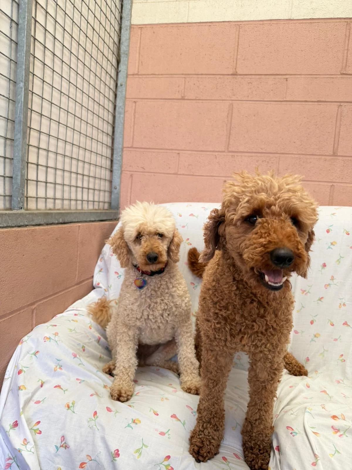 Rodney & Penny, 4yo Poodle for adoption at East Midlands Dog Rescue, Enderby